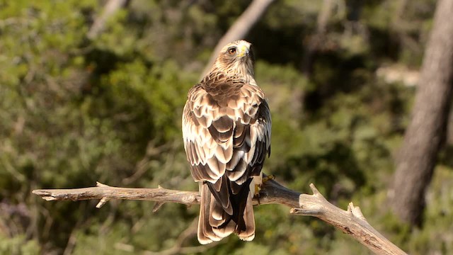 Booted Eagle - ML201902741