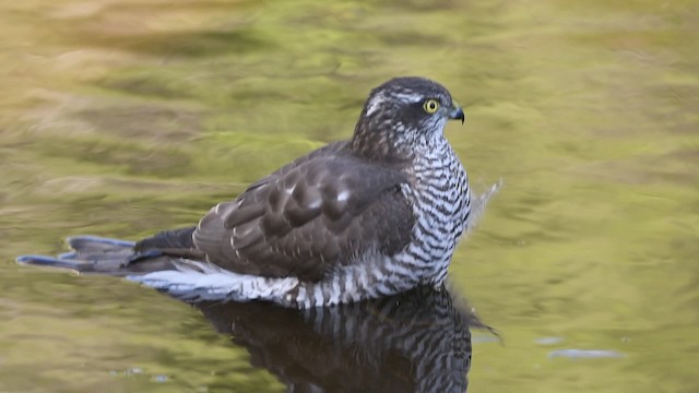 Eurasian Sparrowhawk - ML201902771