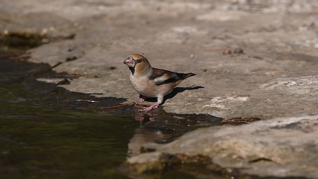 Hawfinch - ML201902781