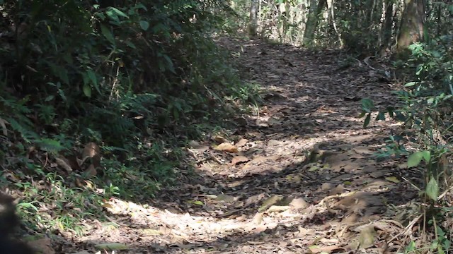 Spot-winged Wood-Quail - ML201902811