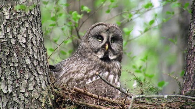 Great Gray Owl (Lapland) - ML201902851