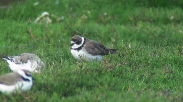 Semipalmated Plover - ML201902871