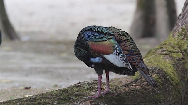 Ocellated Turkey - ML201902921