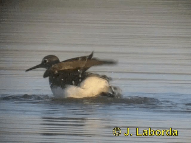 Green Sandpiper - ML201902981