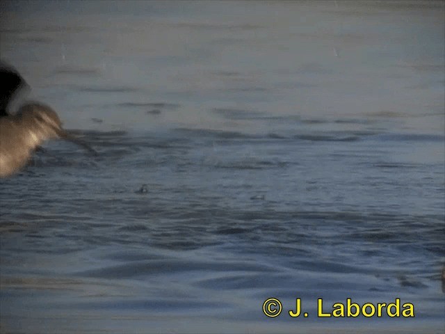 Green Sandpiper - ML201903001