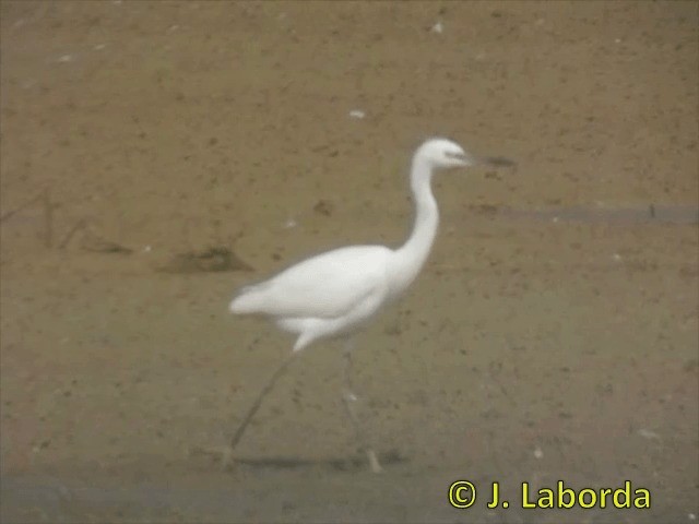 Little Egret (Western) - ML201903021