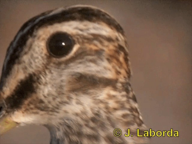 Common Snipe - ML201903051