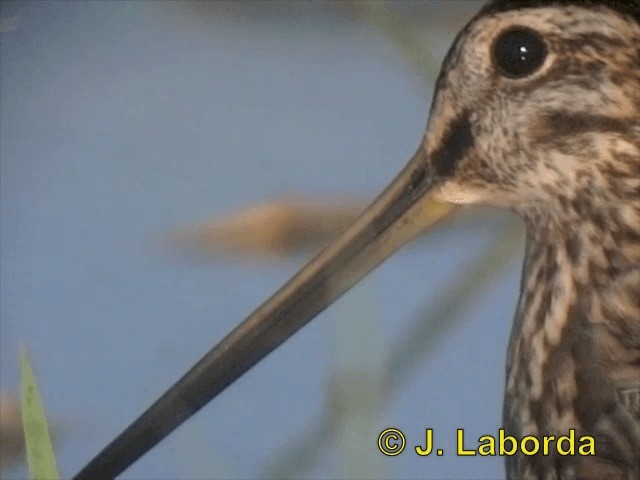 Common Snipe - ML201903071