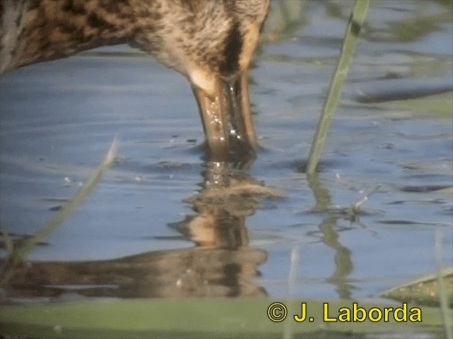 Common Snipe - ML201903091