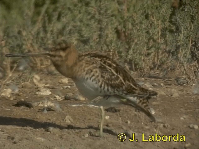 Common Snipe - ML201903151