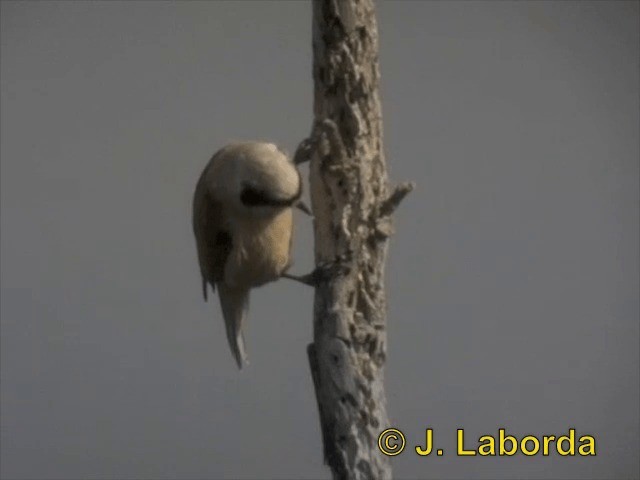 Pájaro Moscón Europeo - ML201903321