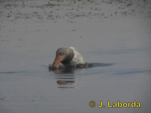 Common Pochard - ML201903351