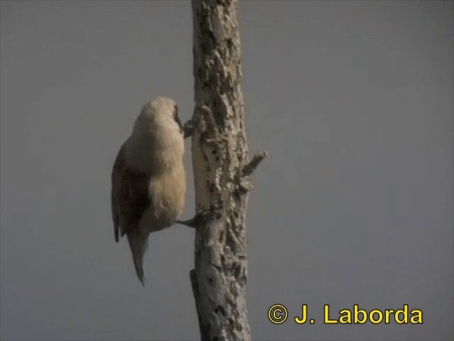 Pájaro Moscón Europeo - ML201903391