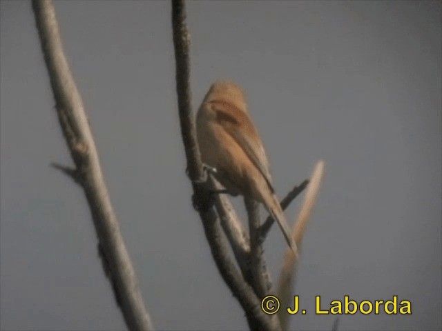 Pájaro Moscón Europeo - ML201903511