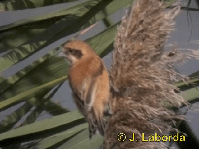 Eurasian Penduline-Tit - ML201903551