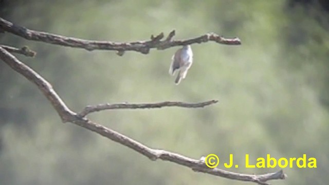 Spotted Flycatcher (Spotted) - ML201904081