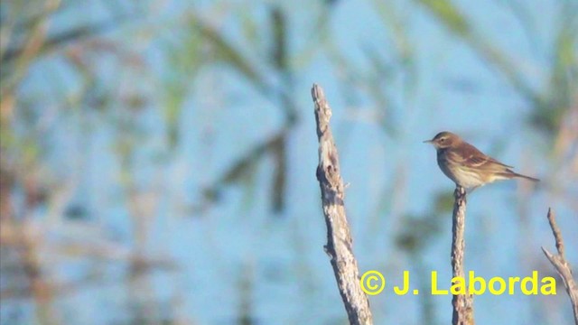 Water Pipit (Western) - ML201904281