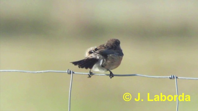 European Stonechat - ML201904581