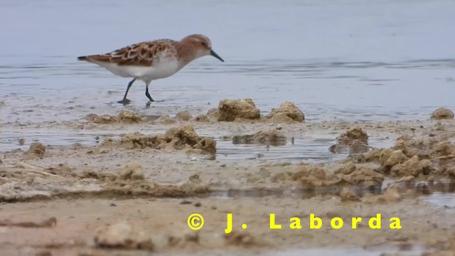 Little Stint - ML201904641