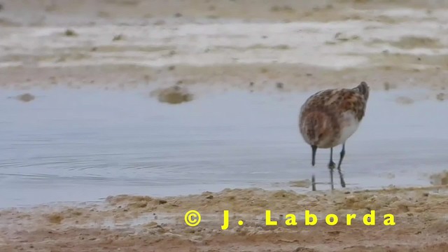 Little Stint - ML201904701