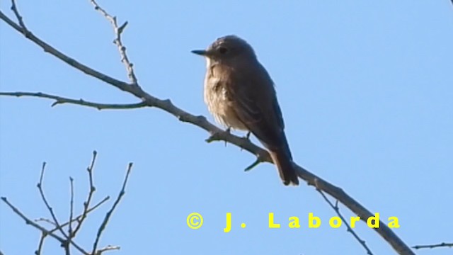 Spotted Flycatcher (Spotted) - ML201904851