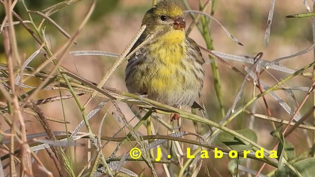 European Serin - ML201904881
