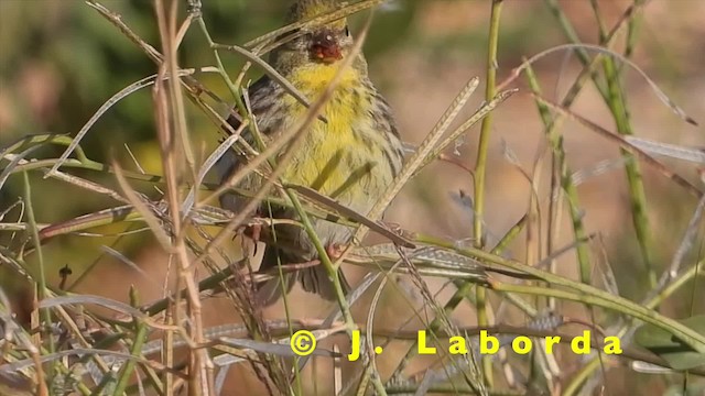 European Serin - ML201904931