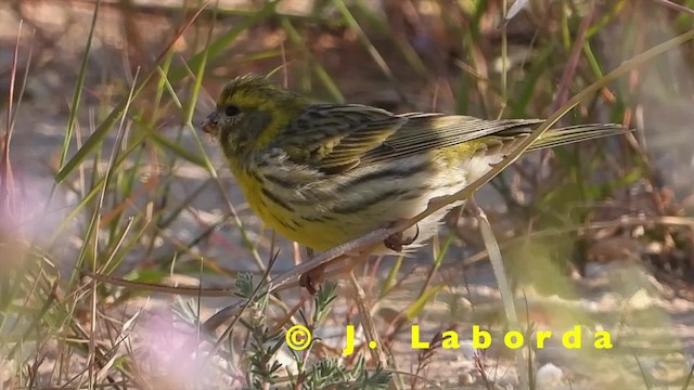 European Serin - ML201905001