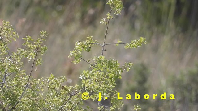 חנקן אדום-ראש (מערבי) - ML201905151