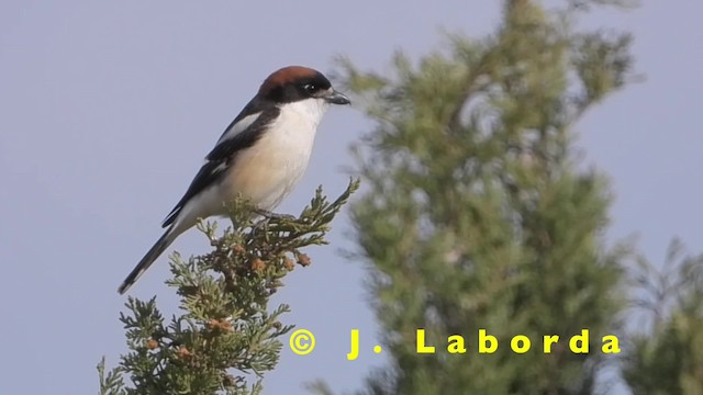 Woodchat Shrike (Western) - ML201905161