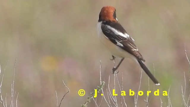 Woodchat Shrike (Western) - ML201905181