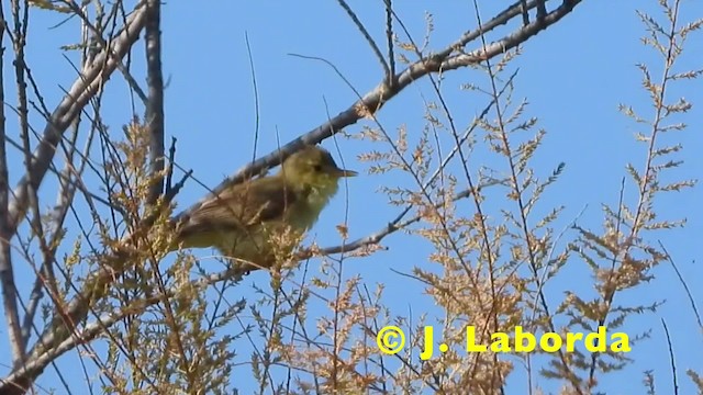 שיחנית רוננת - ML201905211