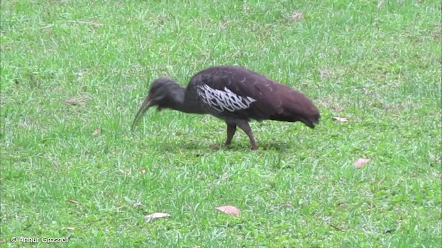 Wattled Ibis - ML201905541