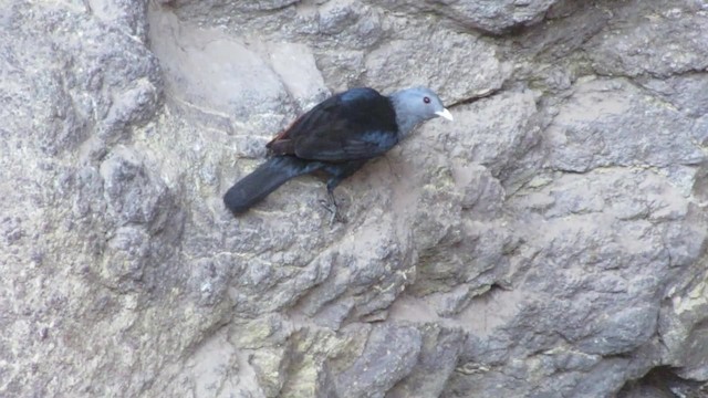 White-billed Starling - ML201905561