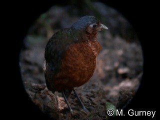 Giant Antpitta - ML201905581