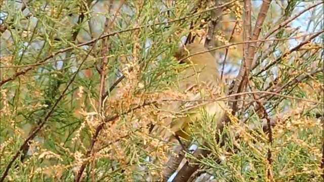 Icterine Warbler - ML201905671