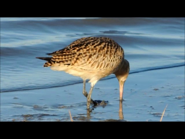 Bar-tailed Godwit (European) - ML201905791