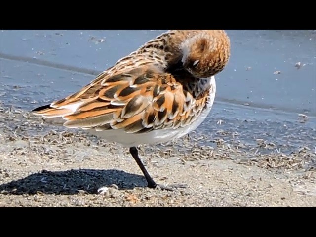 Little Stint - ML201905911