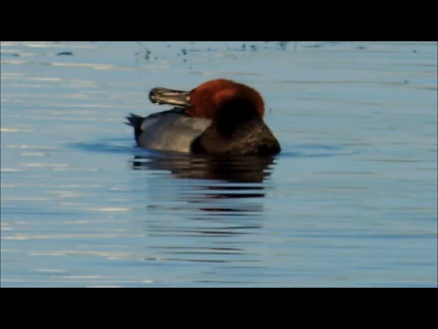 Common Pochard - ML201905941