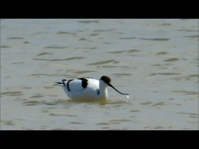 Avoceta Común - ML201905951