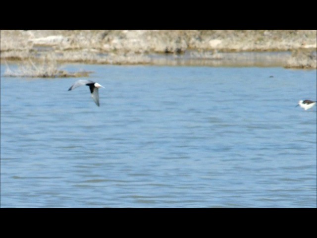 白翅黑燕鷗 - ML201905961