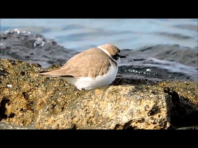 kulík mořský (ssp. alexandrinus/nihonensis) - ML201906021