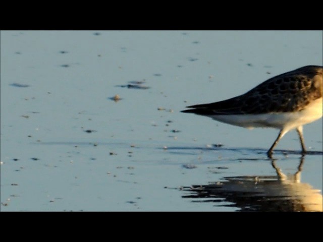 Sichelstrandläufer - ML201906051