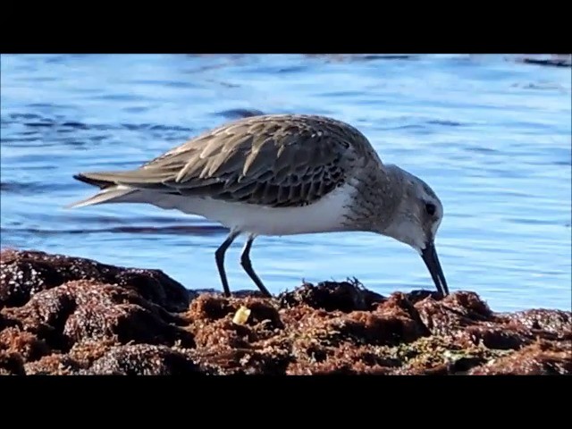 Dunlin (alpina/centralis/centralis) - ML201906061