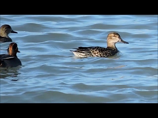 Green-winged Teal (Eurasian) - ML201906151