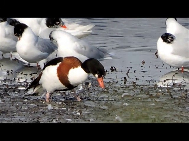 Common Shelduck - ML201906181