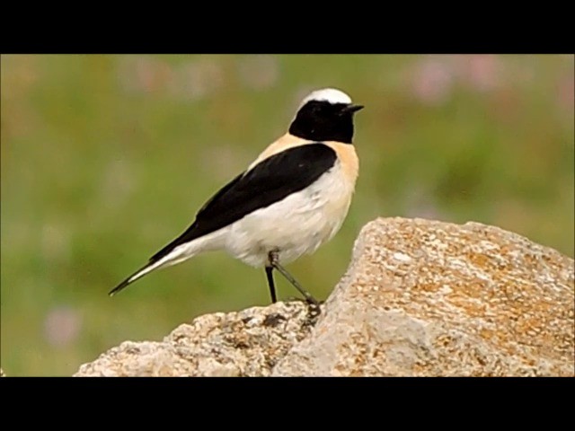 Eastern Black-eared Wheatear - ML201906231