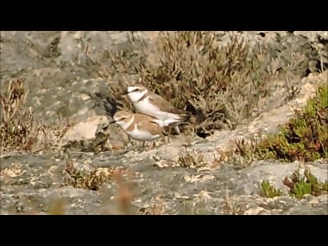 Kentish Plover (Kentish) - ML201906251