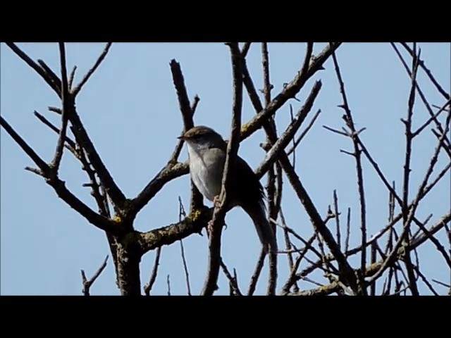 Cetti's Warbler - ML201906281