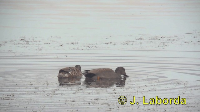 オカヨシガモ - ML201906791